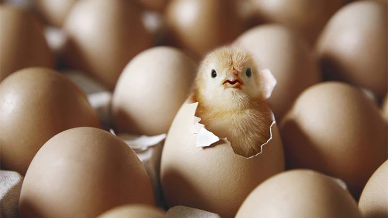 معلم سعودي يجيب على السؤال الذي حير علماء العالم… البيضة اولاً ام الدجاجة!؟