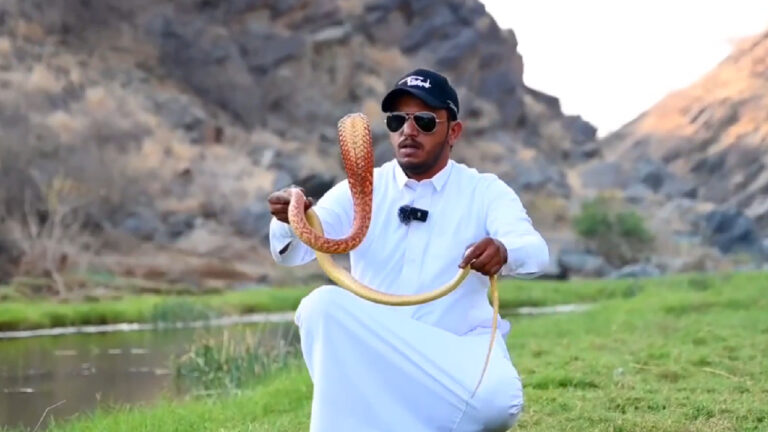 لن تصدق.. شاب سعودي يتخصص في صيد الثعابين السامة وإبعادها عن المنازل..(فيديو)