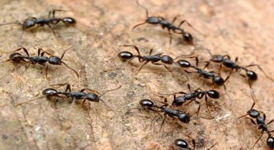 خبير سعودي يكشف عن 7 طرق مذهلة وآمنة للتخلص من النمل في المنزل والقضاء عليه للأبد